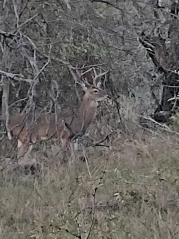 Tbd County Road 154 Breckenridge TX 76424