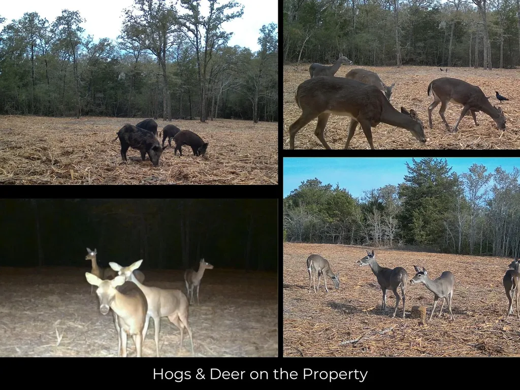 12047 County Road 414 Somerville TX 77879