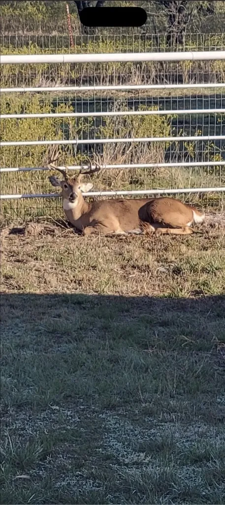 794 W Antelope Road Jacksboro TX 76389