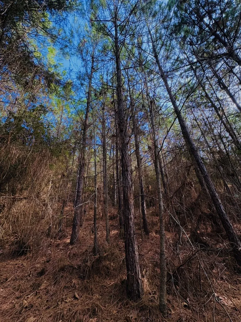Tbd (Lot 59) County Road 1060 Center TX 75935