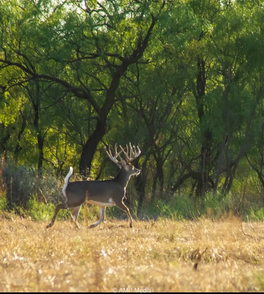 4538 County Road 463 Rule TX 79547