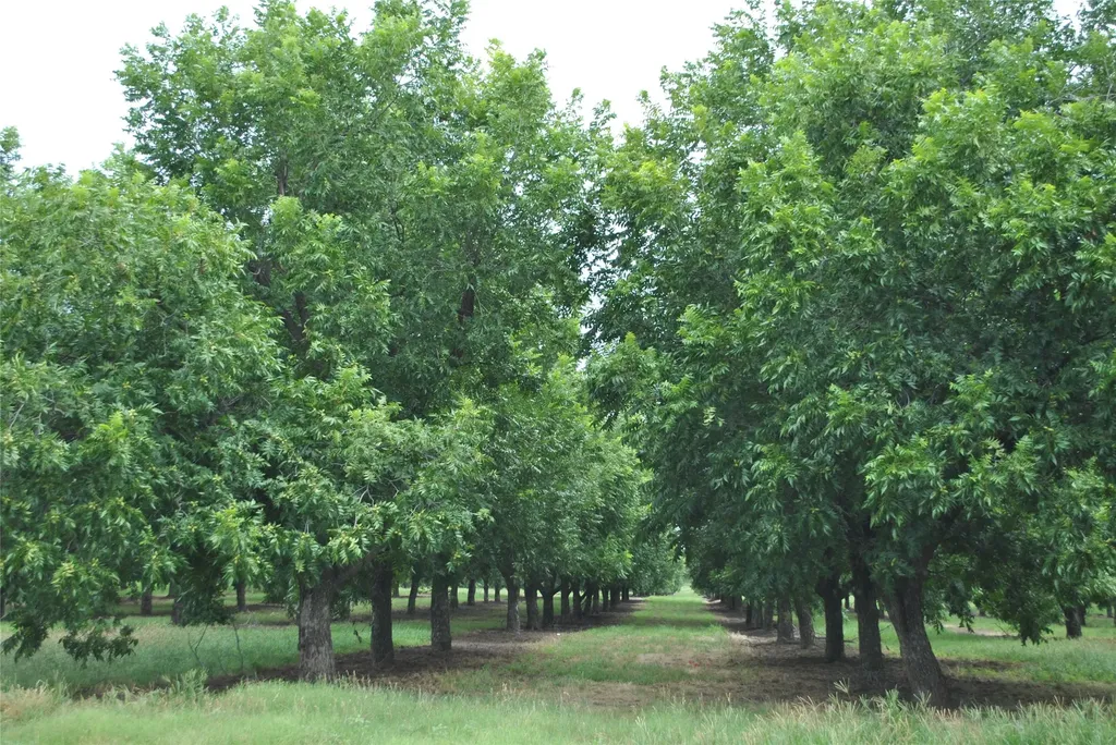 Tbd Cr 424 Comanche TX 76442