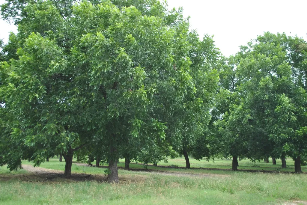 Tbd Cr 424 Comanche TX 76442