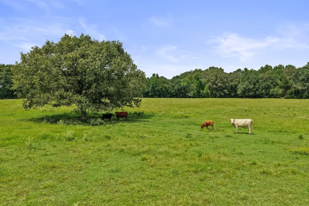 2199 County Road 3150 Cookville TX 75558