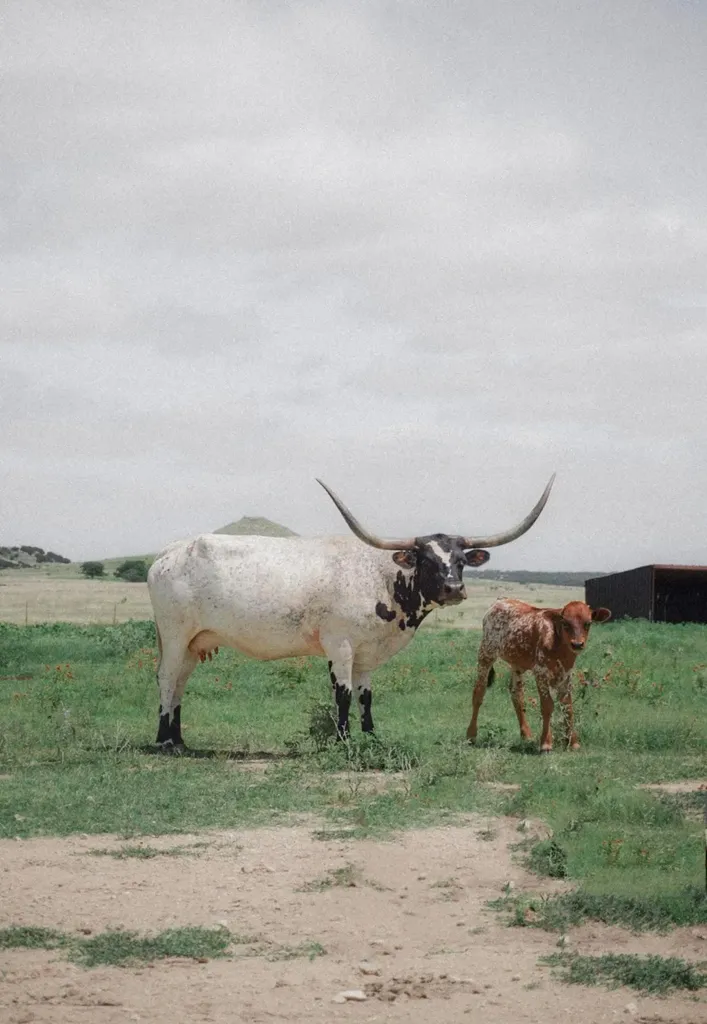 0000 Pr 1256 Glen Rose TX 76043
