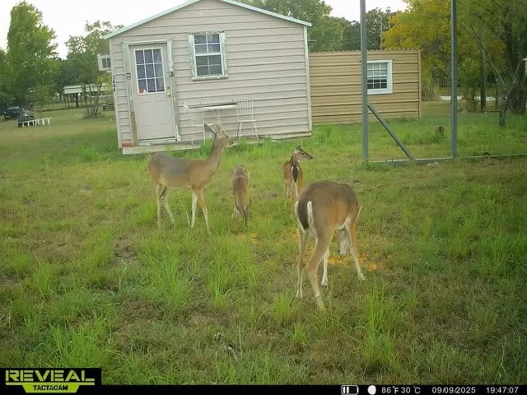 366 Saint Kitts Road Comanche TX 76442