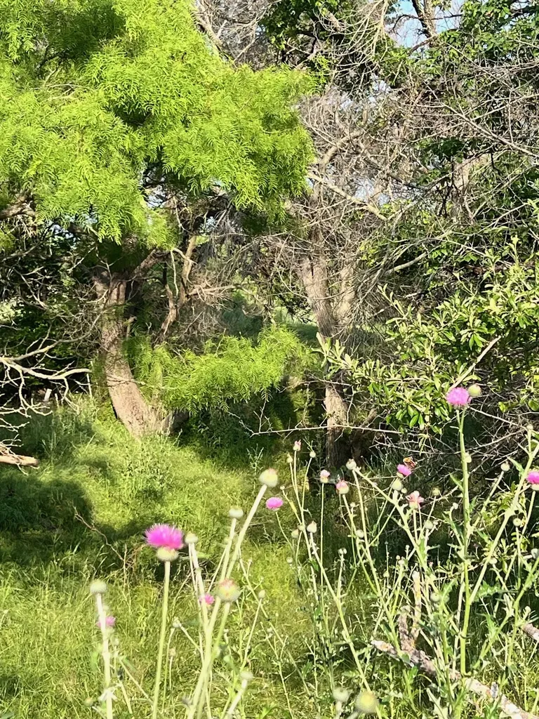 Tbd S Highway 16 Comanche TX 76442