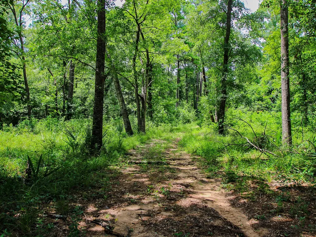 105 Gourd Creek Drive Huntsville TX 77340