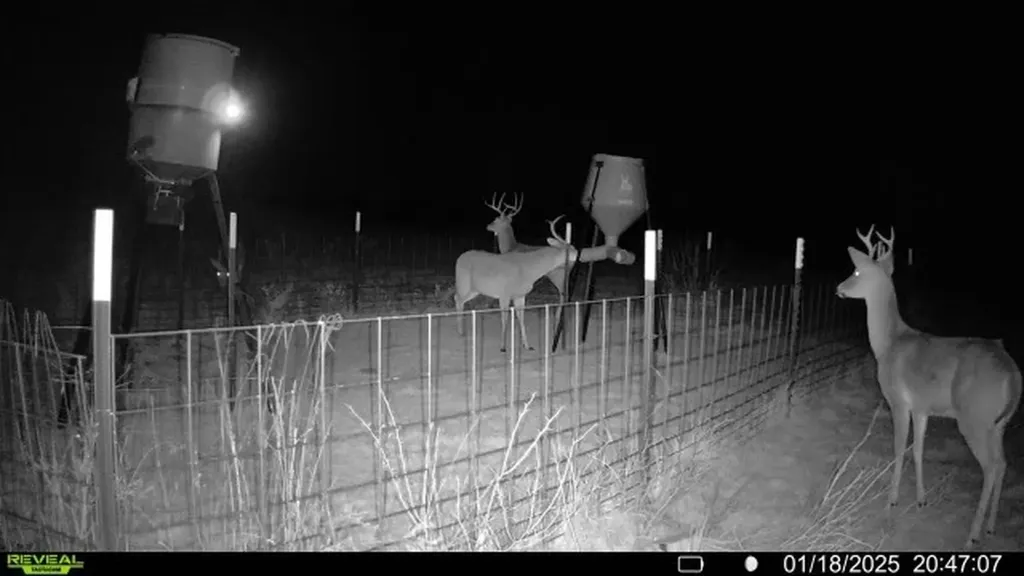 163 Campbell Lane Jacksboro TX 76458
