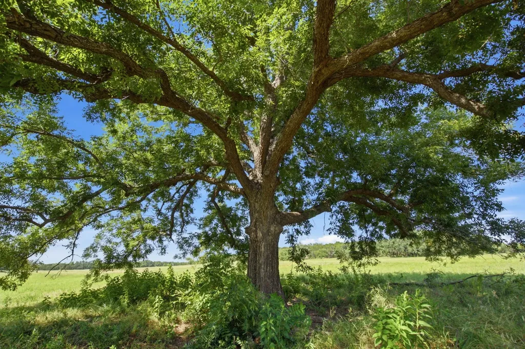 Tbd Fm 216 Iredell TX 76649