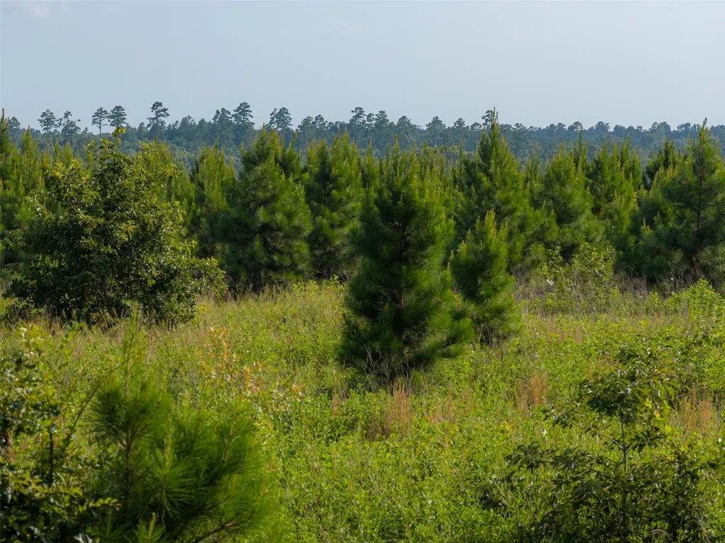 000 County Road 436 Laneville TX 75667