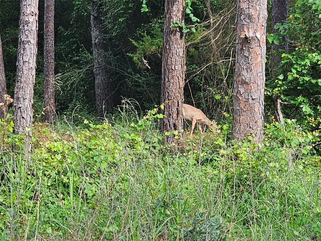 Tbd Green Meadow Trail Holly Lake Ranch TX 75765