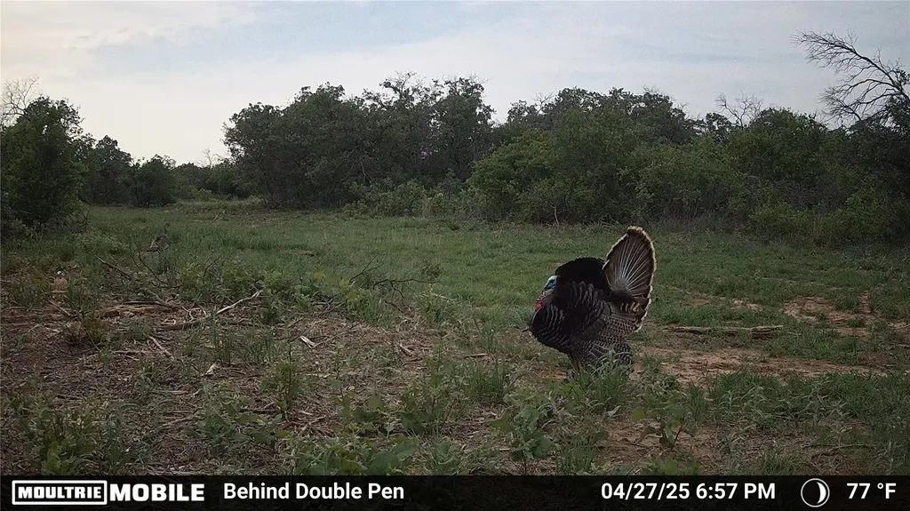 3599 County Road 413 Anson TX 79501