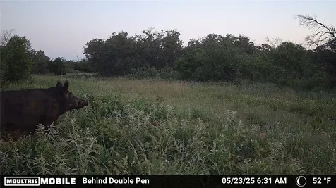 3599 County Road 413 Anson TX 79501