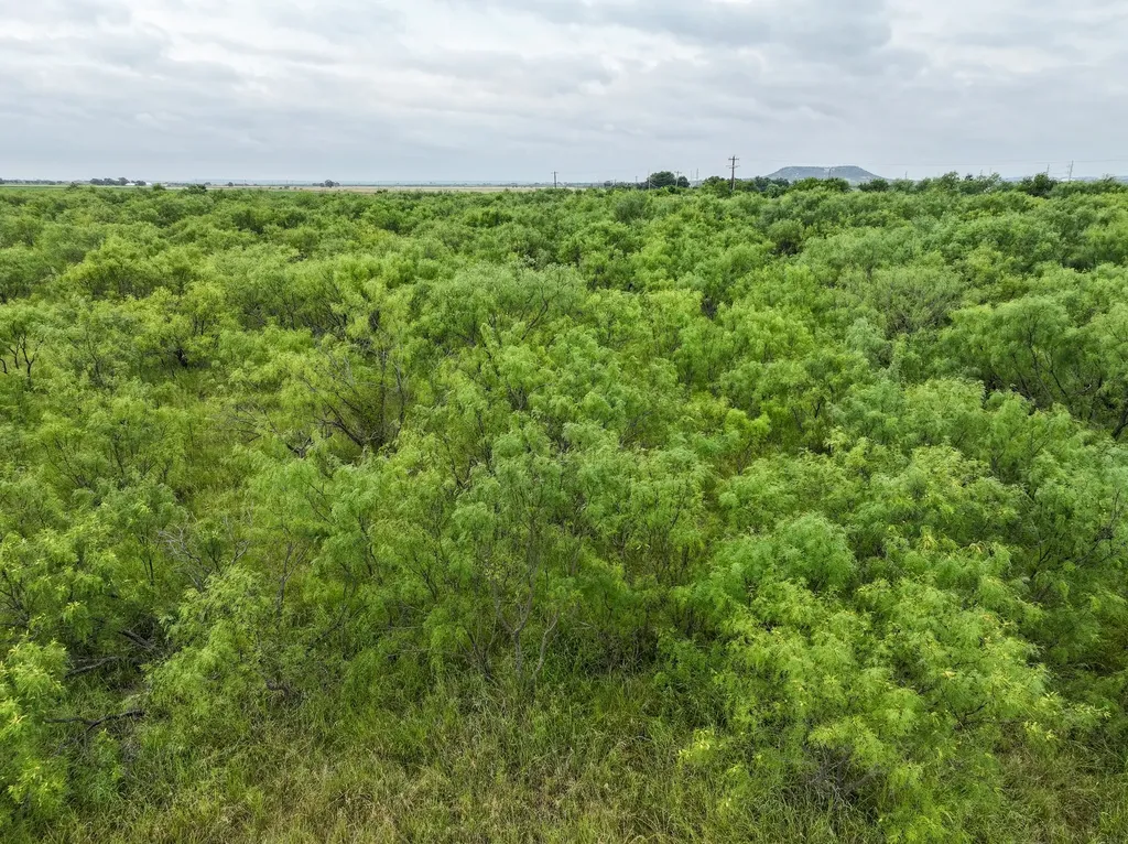 Tbd Lot 14 Cr 161 Tuscola TX 79562