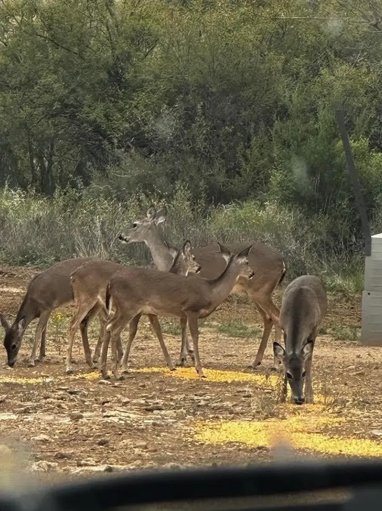 17001 Mustang Creek Road Paint Rock TX 76862