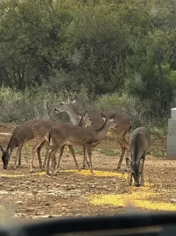 17001 Mustang Creek Road Paint Rock TX 76862