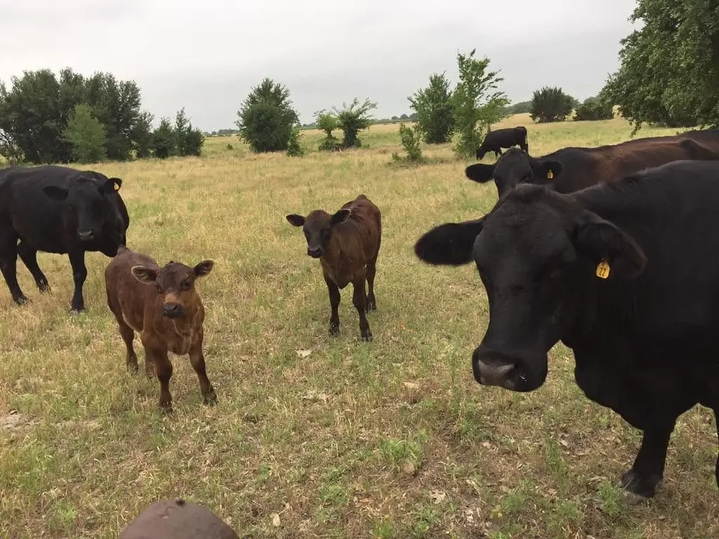 10723 County Road 539 Hico TX 76457