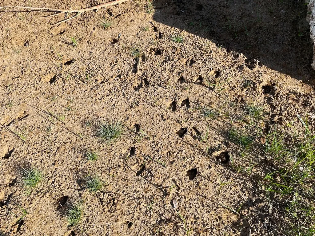Lot 19 Hidden Shores Cisco TX 76437