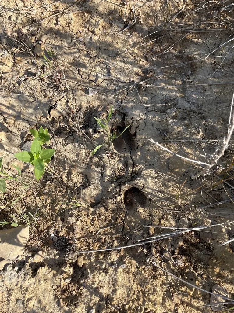 Lot 20 Hidden Shores Cisco TX 76437