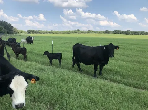 2110 Cr 362 Desdemona TX 76445