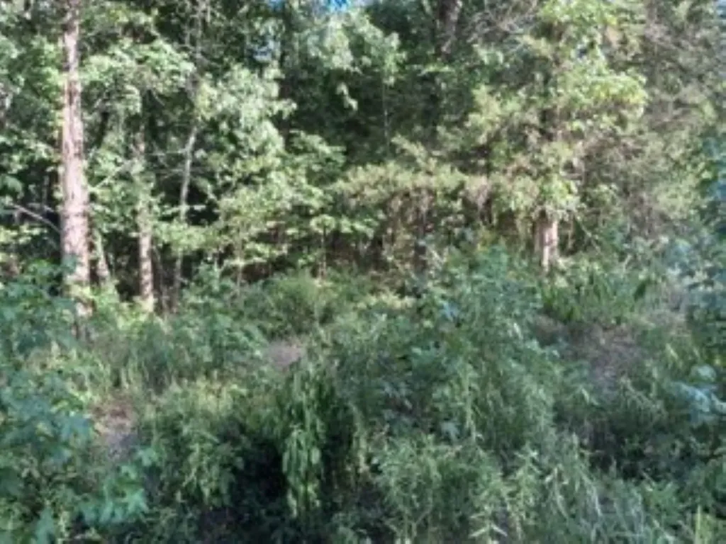 000 Dogwood Drive Murchison TX 75778