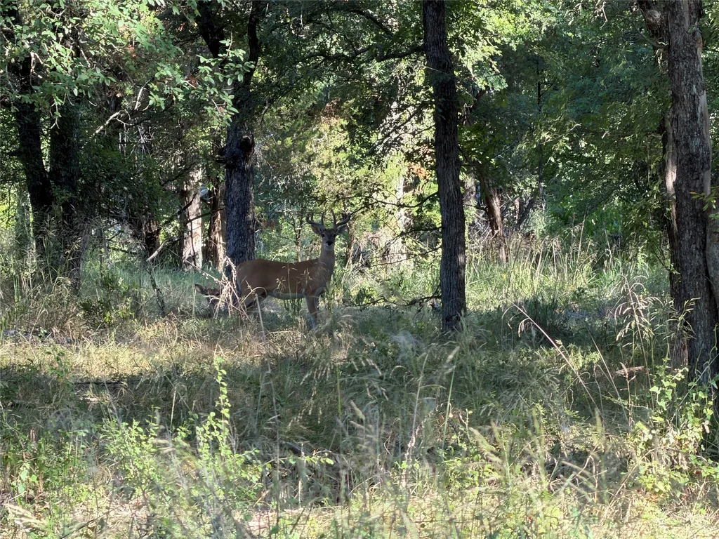 Tbd Fm 56 Morgan TX 76671