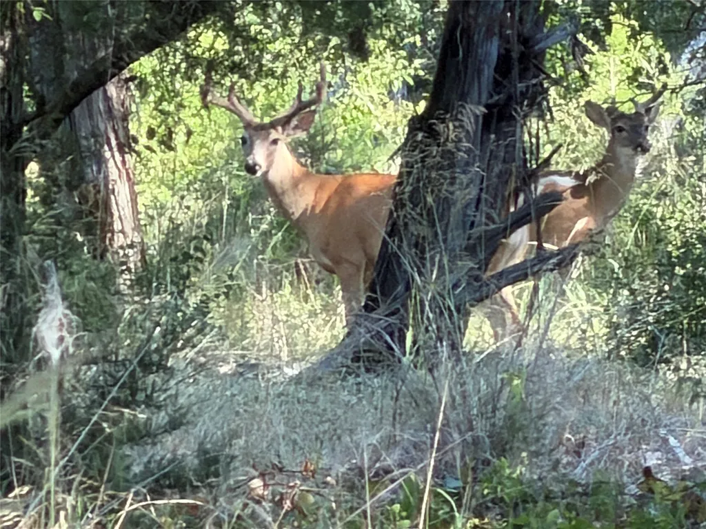 Tbd Fm 56 Morgan TX 76671
