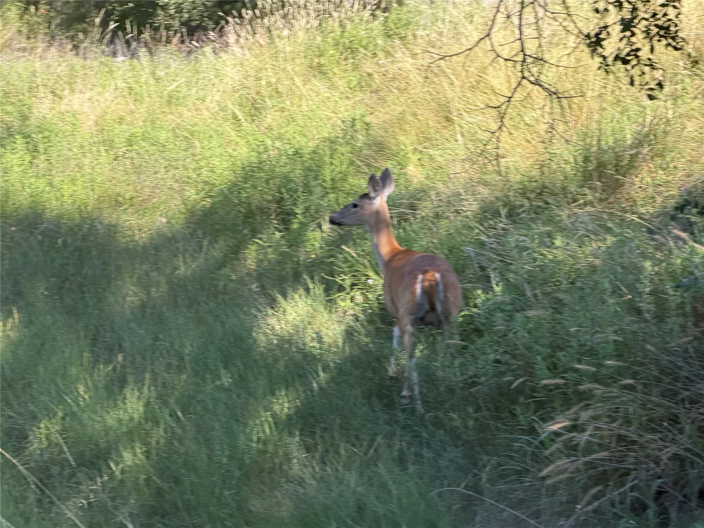 Tbd Fm 56 Morgan TX 76671