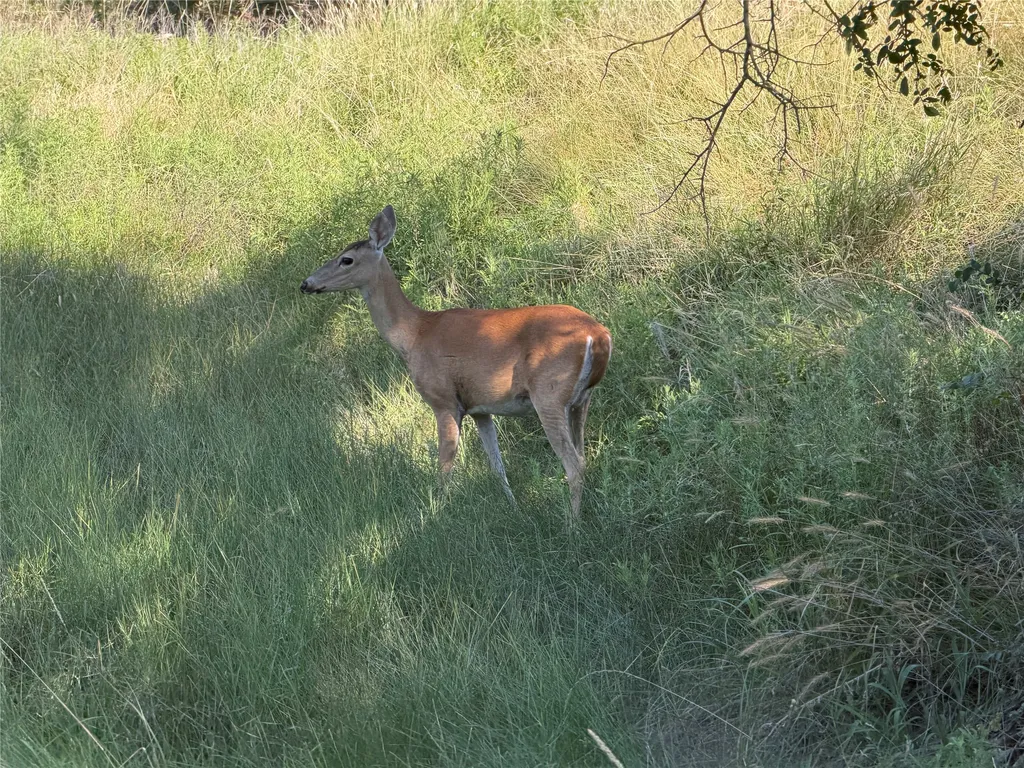 Tbd Fm 56 Morgan TX 76671