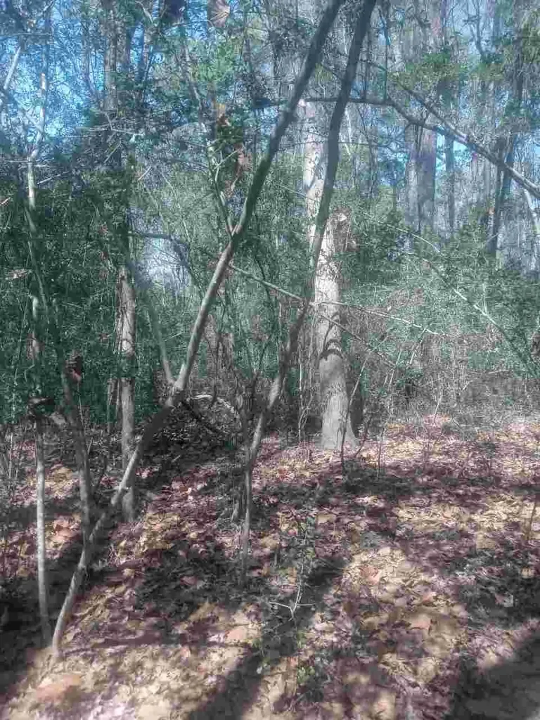 24282 Marshburn Drive Magnolia TX 77447