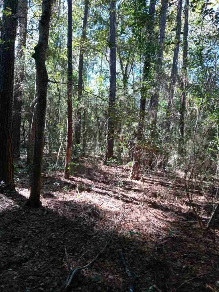 24282 Marshburn Drive Magnolia TX 77447