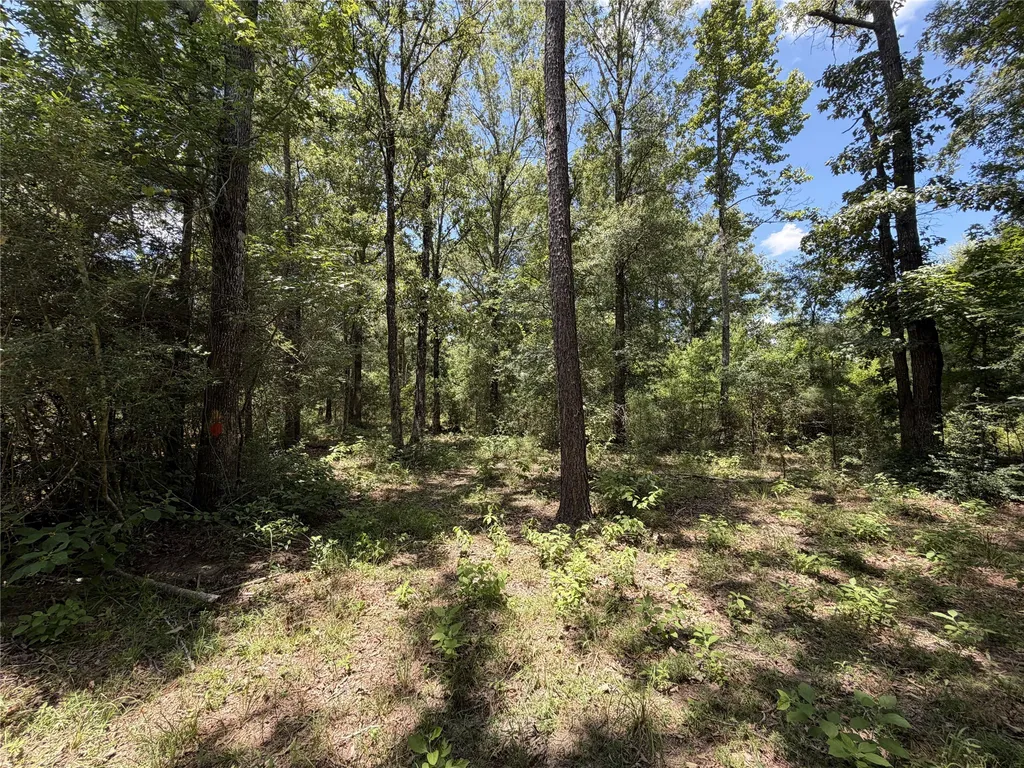 6572 S Fm 31 Carthage TX 75633
