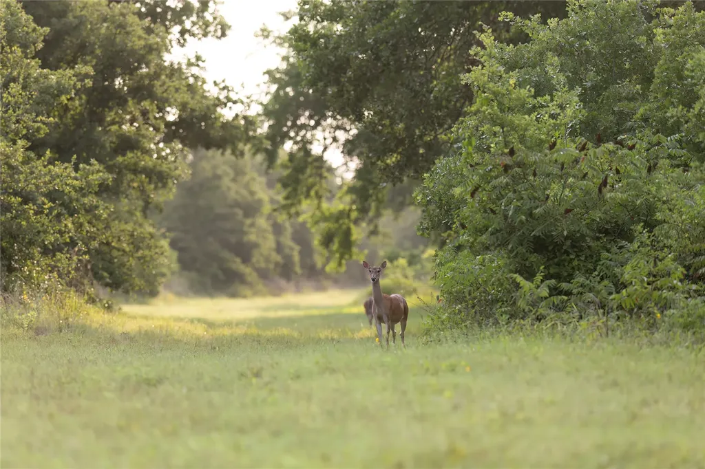 10371 State Highway 148 Jacksboro TX 76458