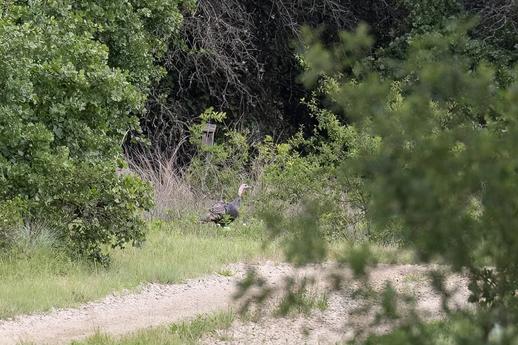 10371 State Highway 148 Jacksboro TX 76458
