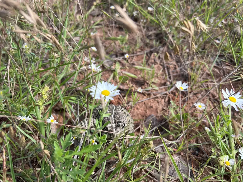 Tbd Live Oak Trail Clyde TX 79510