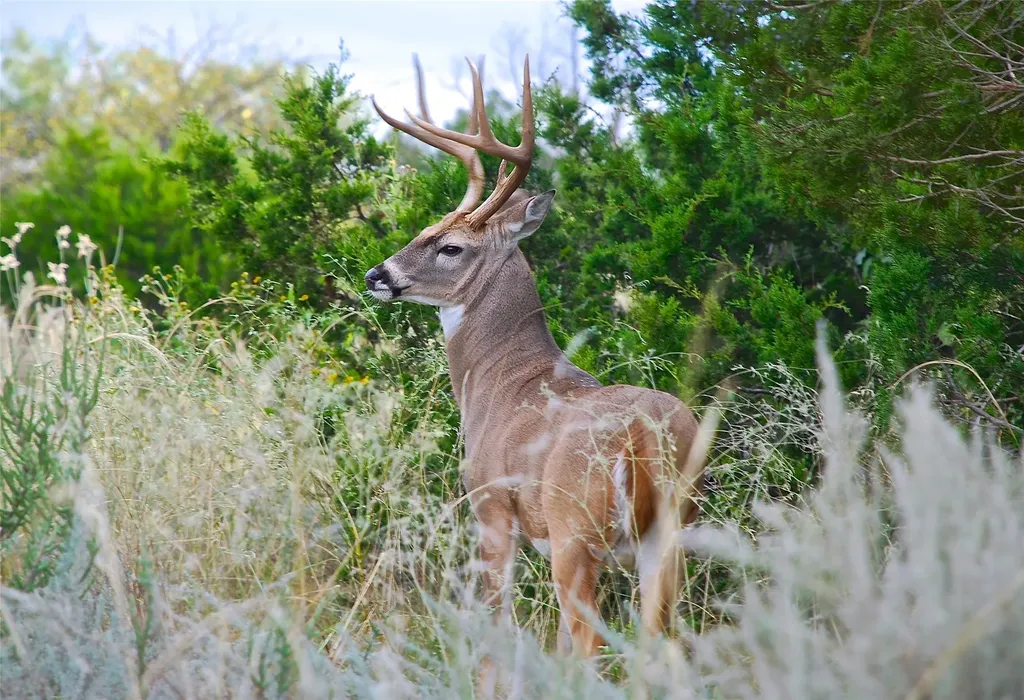 Lot 158 Canyon Wren Possum Kingdom Lake TX 76449