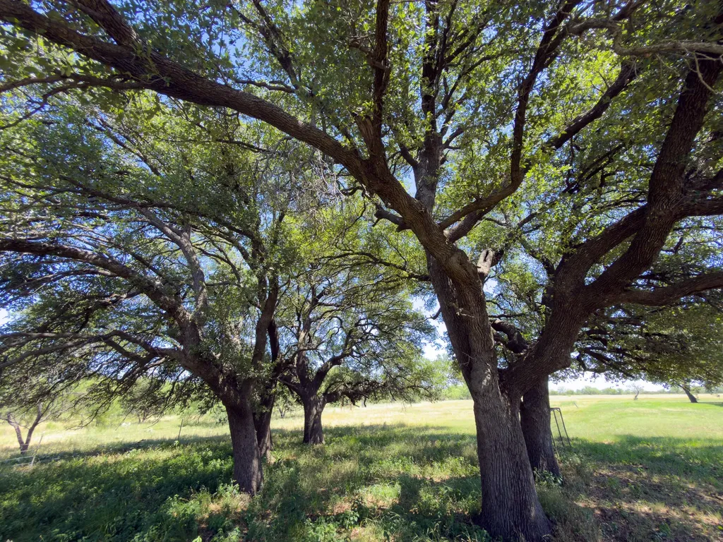950 County Road 126 Moran TX 76464