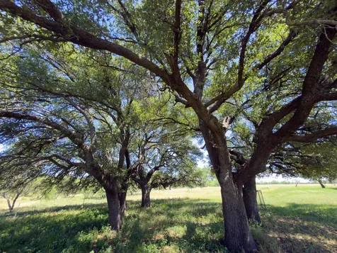 950 County Road 126 Moran TX 76464