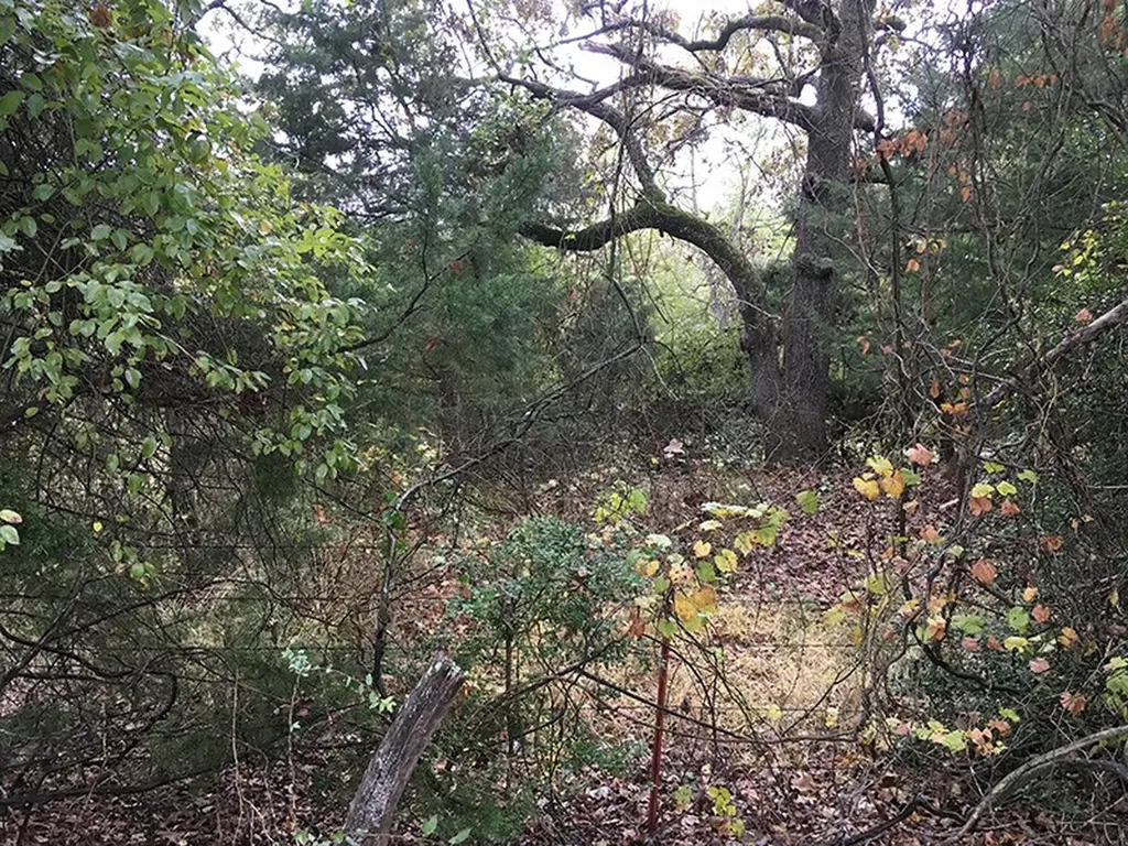 Tbd Cr 3150 Emory TX 75440