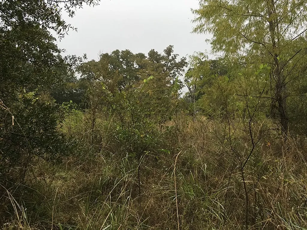 Tbd Cr 3150 Emory TX 75440