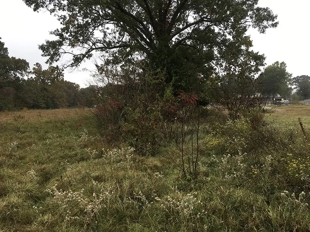 Tbd Cr 3150 Emory TX 75440