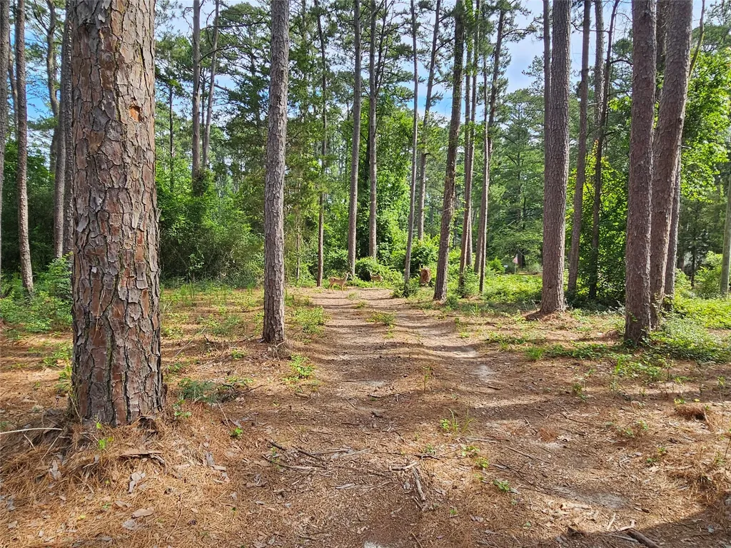 Tbd Green Meadow Trail (Lot 140) Holly Lake Ranch TX 75765