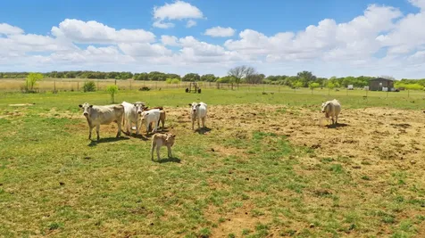 1359 Cr 195 Gorman TX 76454