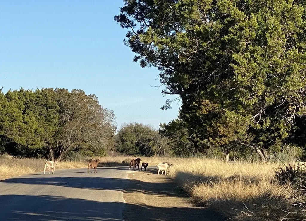 1270 Plateau Place Graford TX 76449