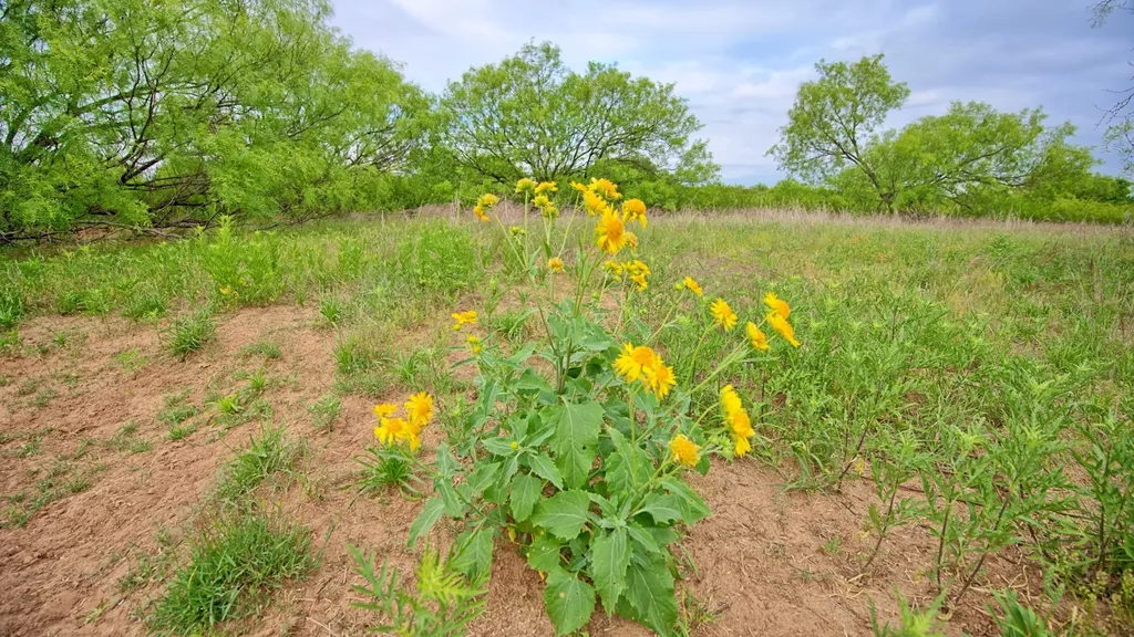 Tbd Cr 4371 Goree TX 76363