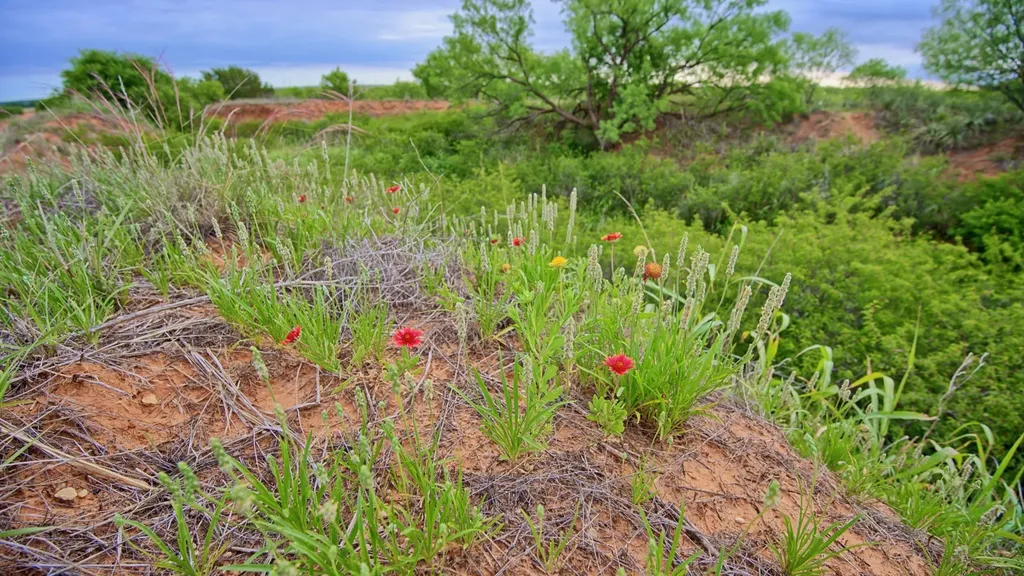 Tbd Cr 4371 Goree TX 76363