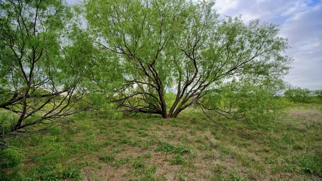 Tbd Cr 4371 Goree TX 76363