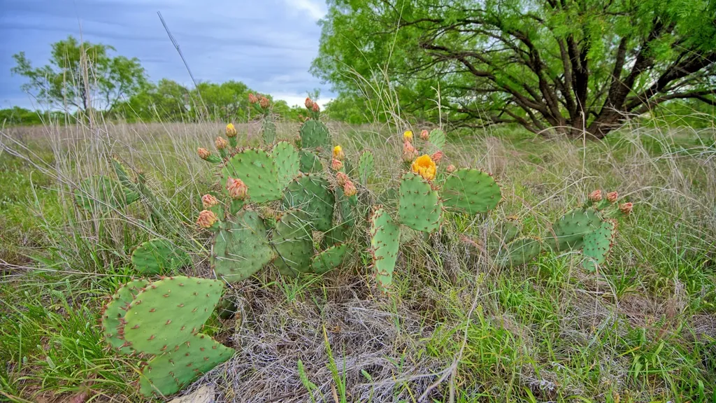 Tbd Cr 4371 Goree TX 76363