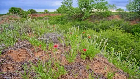 Tbd Cr 4371 Goree TX 76363